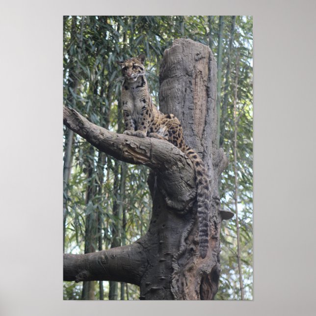 Clouded Leopard Photograph Wall Art Downloadable (Front)