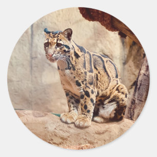 clouded leopard picture nature  classic round sticker
