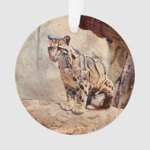 clouded leopard picture nature  ornament