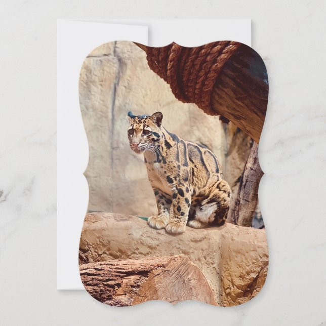 clouded leopard picture nature wildlife exotic (Front)