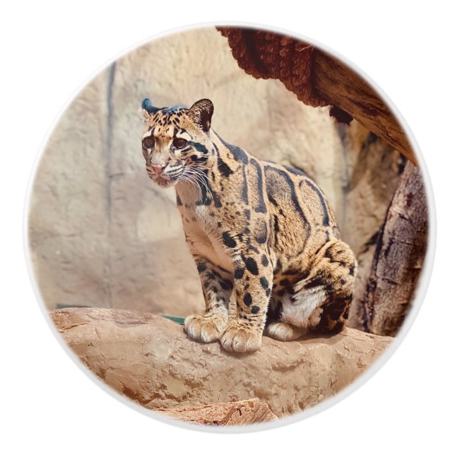 clouded leopard picture nature wildlife exotic ceramic knob (Front)