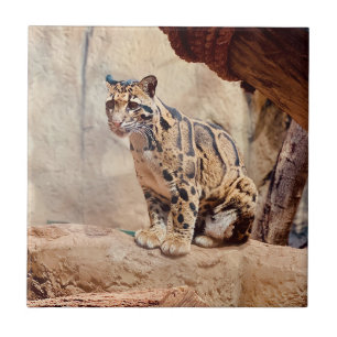 clouded leopard picture nature wildlife exotic ceramic tile