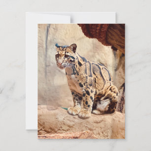 clouded leopard picture nature wildlife exotic magnetic invitation