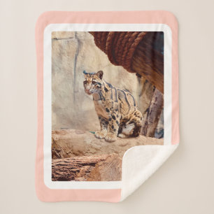 clouded leopard picture nature wildlife exotic sherpa blanket