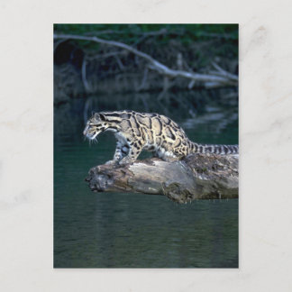 Clouded leopard postcard