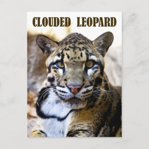 Clouded leopard postcard