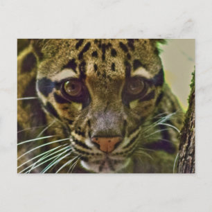 Clouded Leopard Postcard