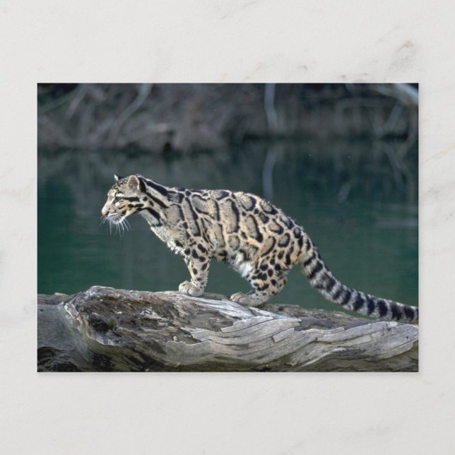 Clouded leopard postcard (Front)