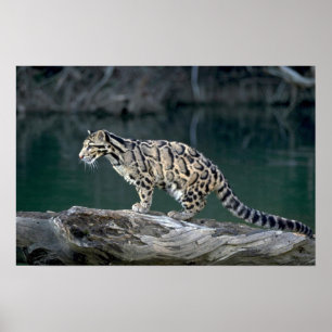 Clouded leopard poster