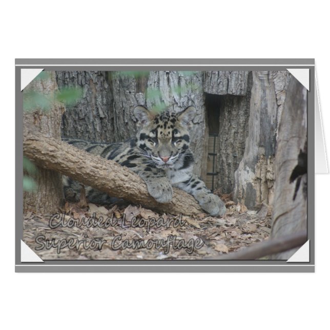 CLOUDED LEOPARD SUPERIOR CAMOUFLAGE (Front Horizontal)