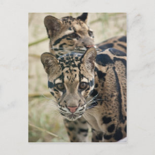 Clouded leopards postcard