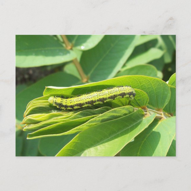 Cloudless Sulpher Caterpillar Postcard (Front)