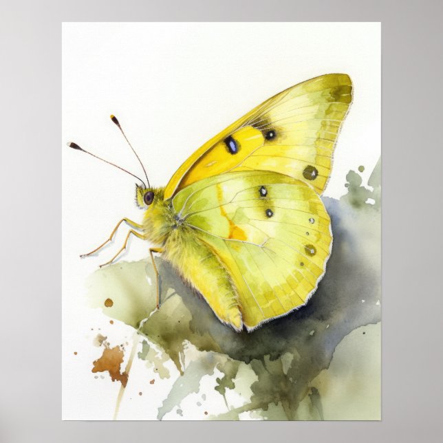 Cloudless Sulphur Butterfly Art Print Poster (Front)