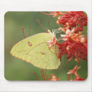 Cloudless Sulphur Butterfly Mouse Pad