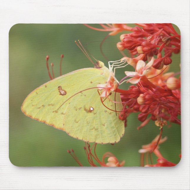 Cloudless Sulphur Butterfly Mouse Pad (Front)
