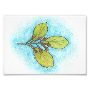 Clove Illustration Photo Print