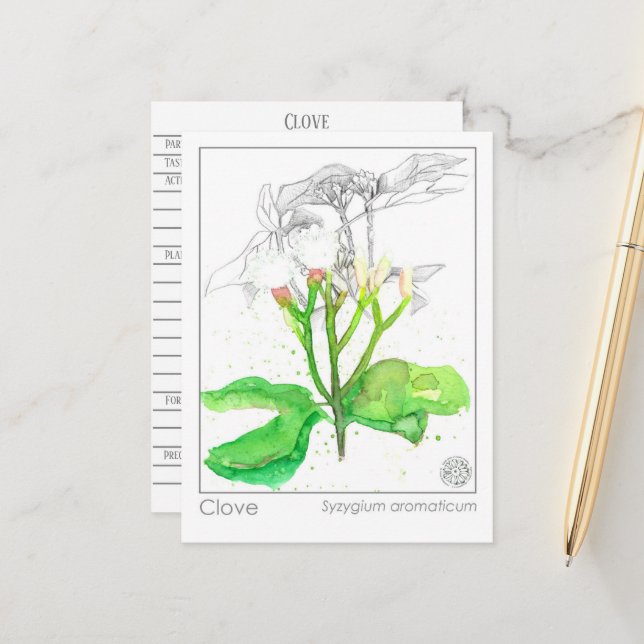 Clove Spice Materia Medica Monograph Herbal  Postcard (Front/Back In Situ)
