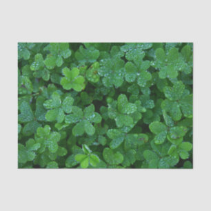 Clover and Dew  Tissue Paper