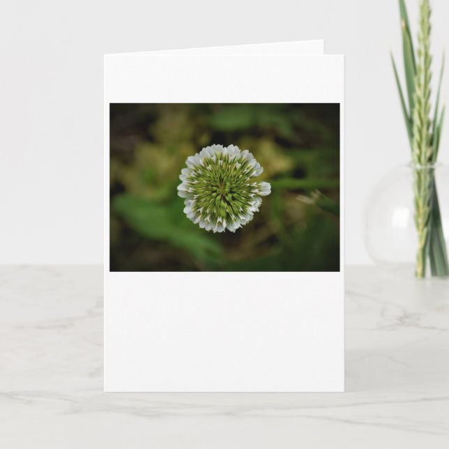 Clover, card (Front)