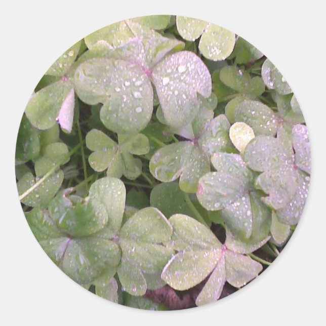 Clover in the rain classic round sticker (Front)