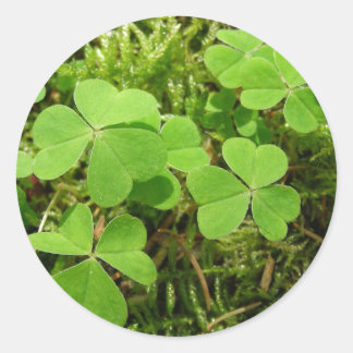 Clover patch - stickers