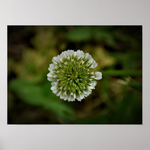 Clover, Poster