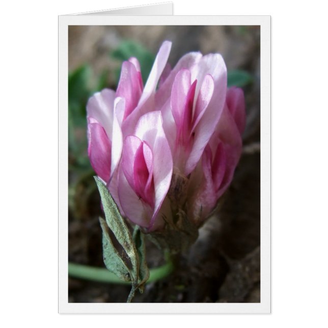 Clover - Rocky Mountains (Front)