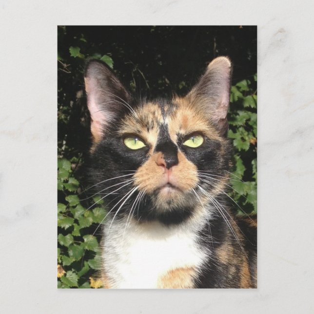 Clover the Calico Postcard (Front)