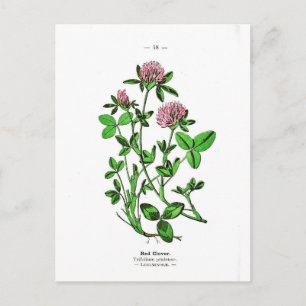 Clover Vintage Botanical Print Postcard