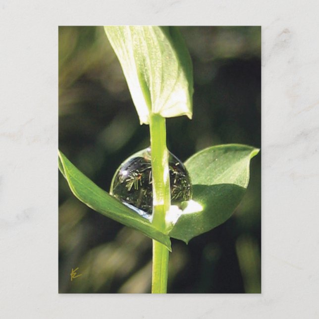 Clover With Dew, Peaceful Atlas Postcard (Front)