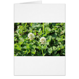 Clovers and Flowers
