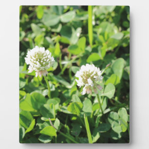 Clovers and Flowers Plaque