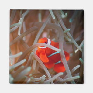 Clown anemonefish 2 magnet