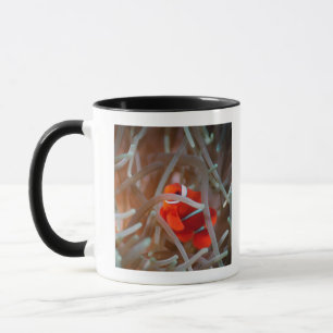 Clown anemonefish 2 mug