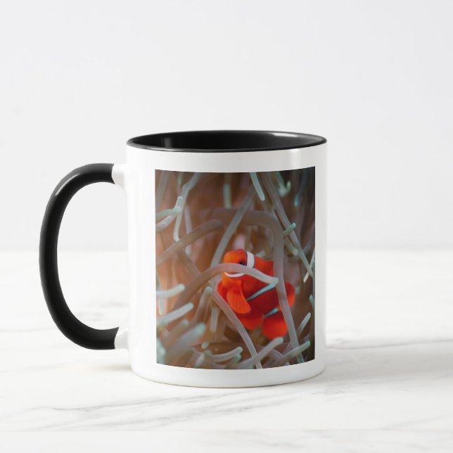 Clown anemonefish 2 mug (Left)