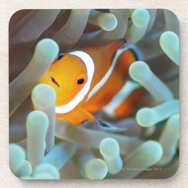 Clown anemonefish 3 coaster (Front)