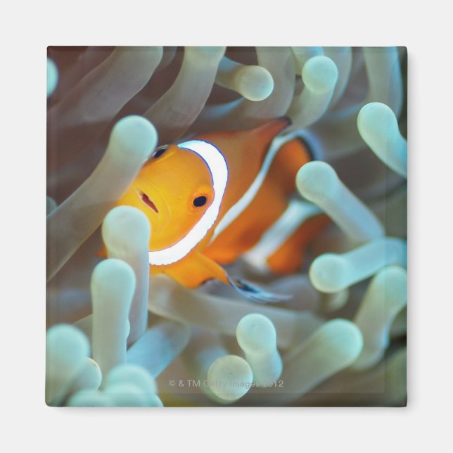 Clown anemonefish 3 magnet (Front)