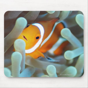 Clown anemonefish 3 mouse pad