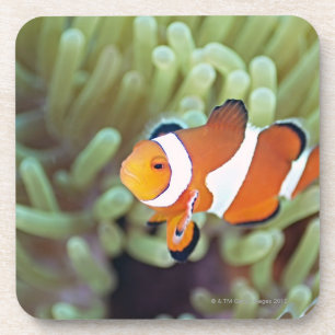 Clown anemonefish 4 coaster