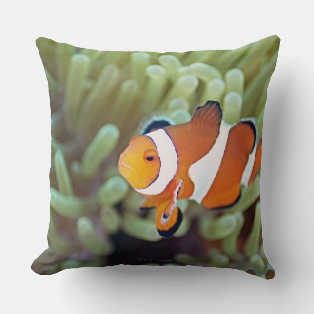 Clown anemonefish 4 cushion (Front)