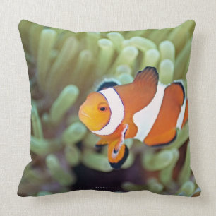 Clown anemonefish 4 cushion