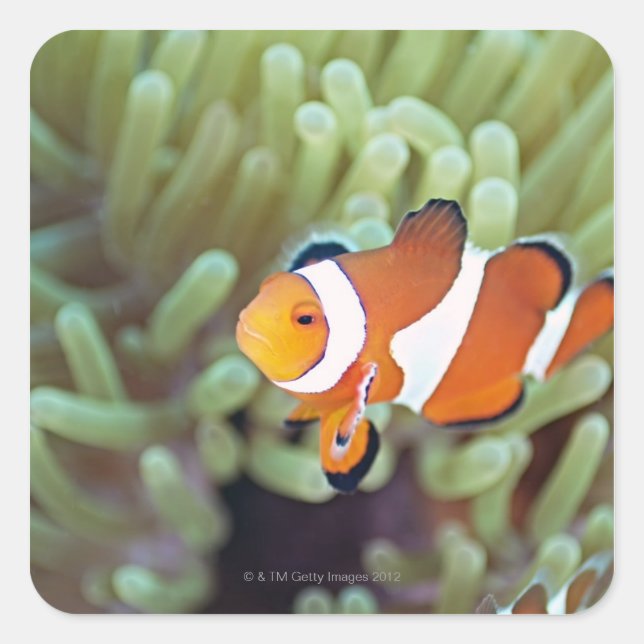 Clown anemonefish 4 square sticker (Front)