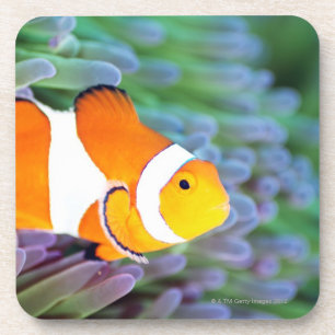 Clown anemonefish coaster