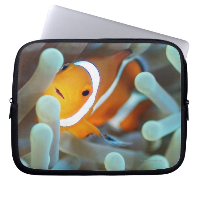Clown Anemonefish Laptop Sleeve (Front)