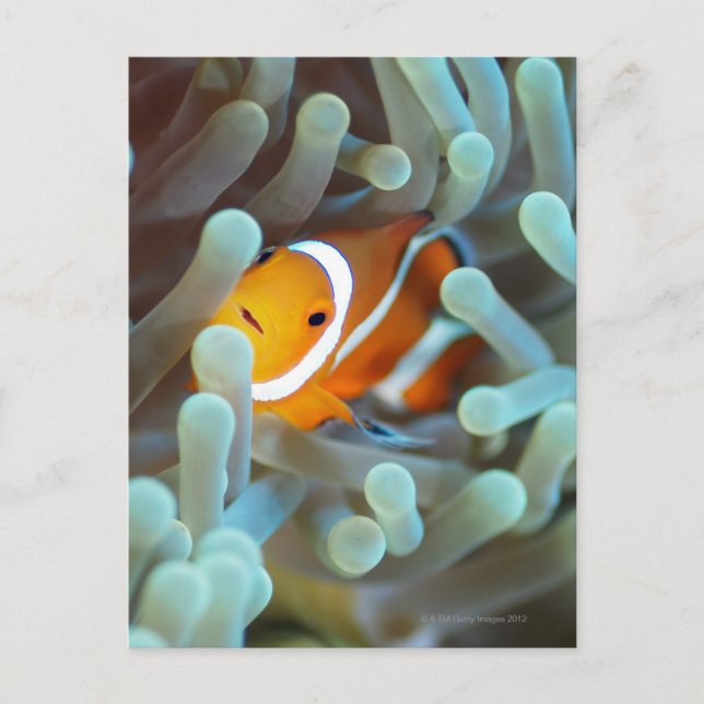 Clown Anemonefish Postcard (Front)