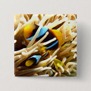 Clown Fish 15 Cm Square Badge