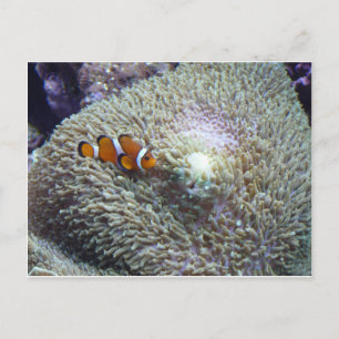clown fish 3 postcard