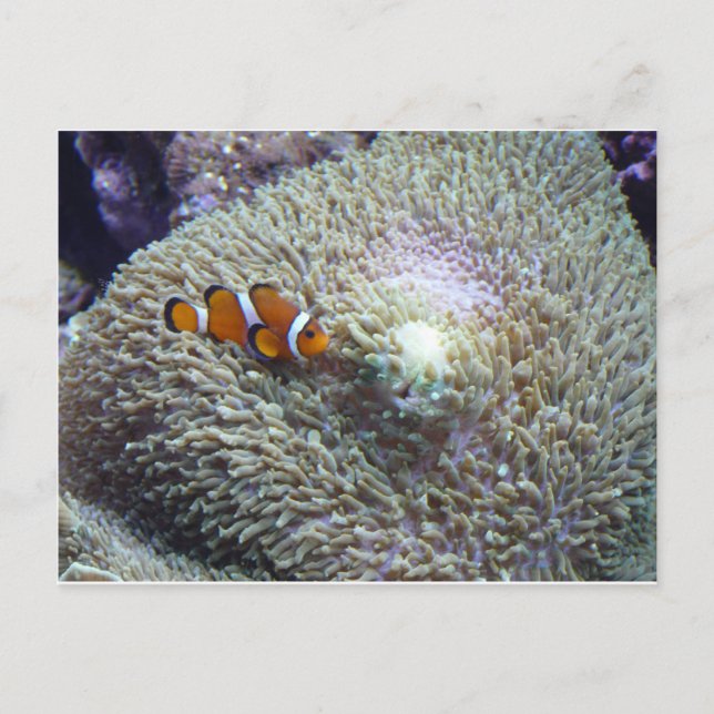 clown fish 3 postcard (Front)
