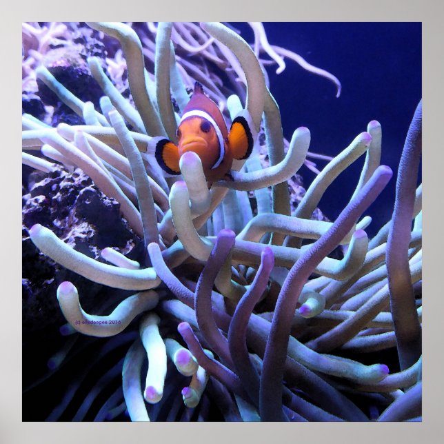 Clown fish Anemone Poster (Front)