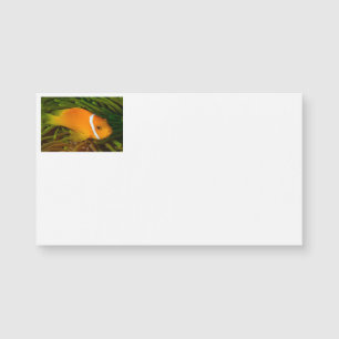Clown Fish Business Cards